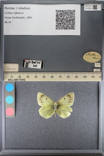 Media type: image;   Entomology 193853
